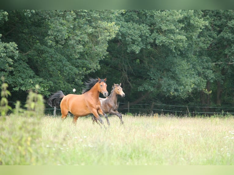 Arabian horses Mare 10 years 15,1 hh in Lüdersdorf