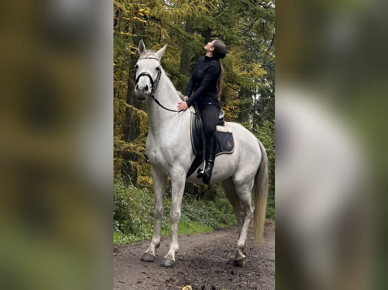 Arabian horses Mare 10 years 15,1 hh Gray-Fleabitten in Ahrensbök