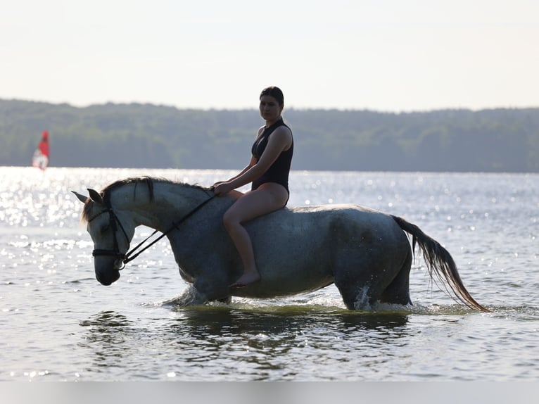 Arabian horses Mare 10 years 15,1 hh Gray-Fleabitten in Ahrensbök