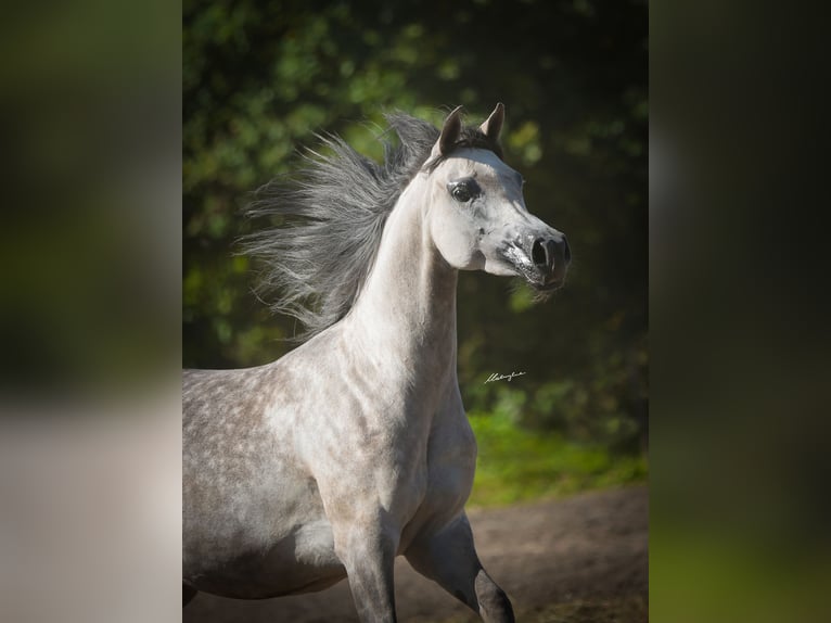 Arabian horses Mare 10 years 15.1 hh Grey in Poland