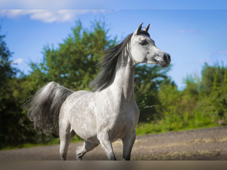 Arabian horses Mare 10 years 15.1 hh Grey in Poland