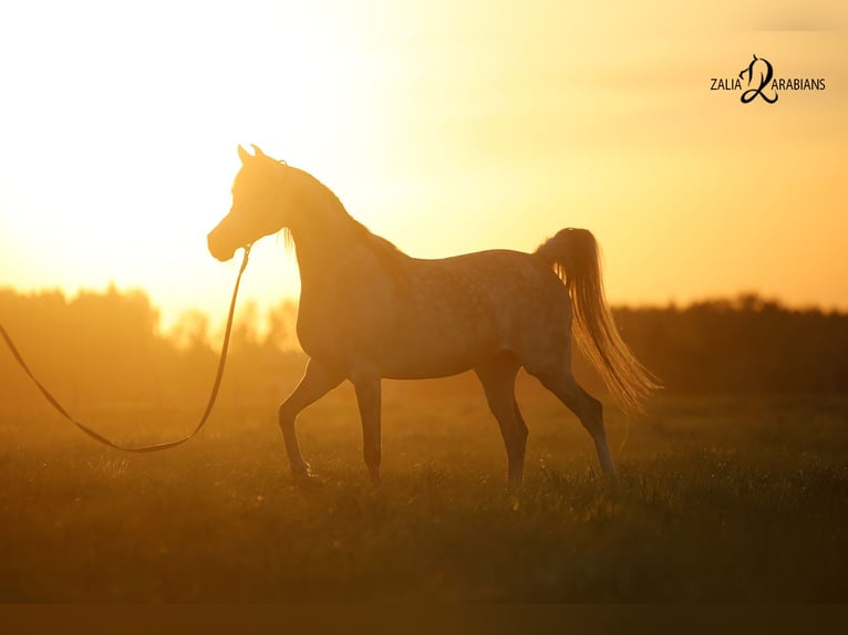 Arabian horses Mare 10 years 15.1 hh Grey in Stryków