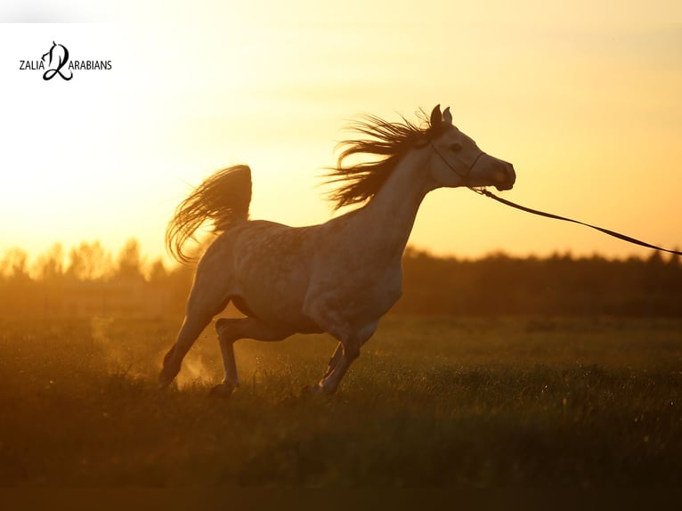 Arabian horses Mare 10 years 15.1 hh Grey in Stryków