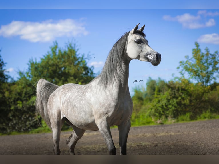 Arabian horses Mare 10 years 15.1 hh Grey in Stryków