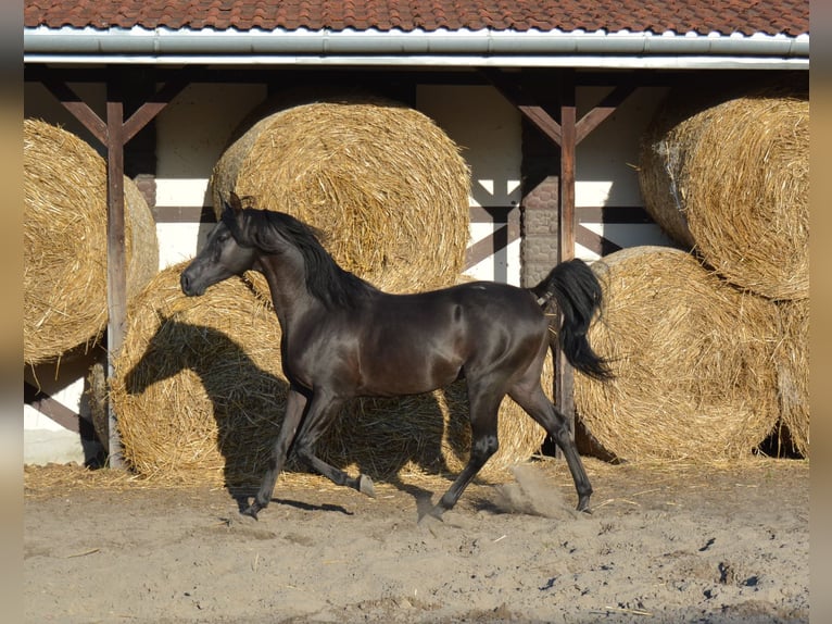 Arabian horses Mare 10 years 15 hh Black in Buczków