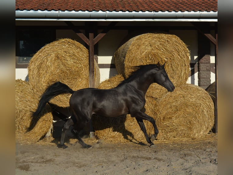 Arabian horses Mare 10 years 15 hh Black in Buczków