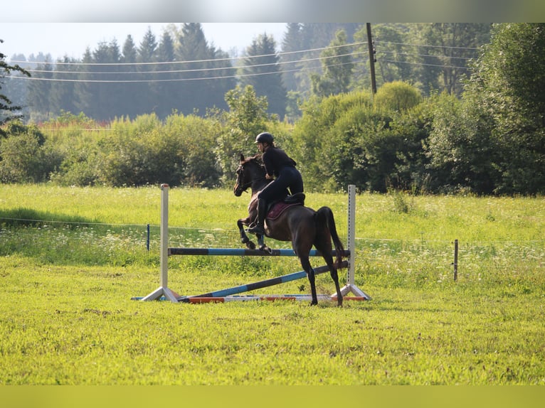 Arabian horses Mare 10 years 15 hh Brown in Graz