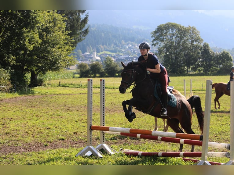 Arabian horses Mare 10 years 15 hh Brown in Graz