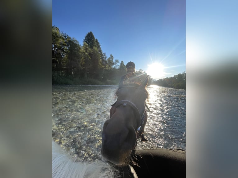 Arabian horses Mare 10 years 15 hh Brown in Graz