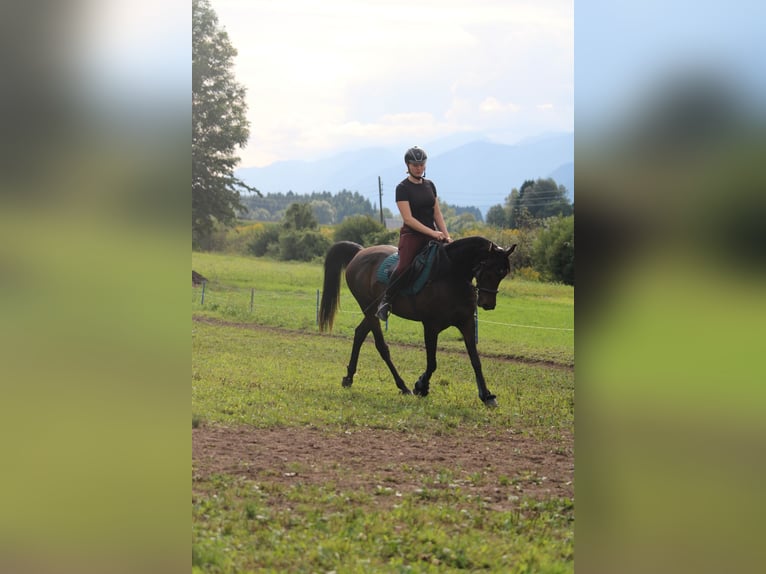 Arabian horses Mare 10 years 15 hh Brown in Graz