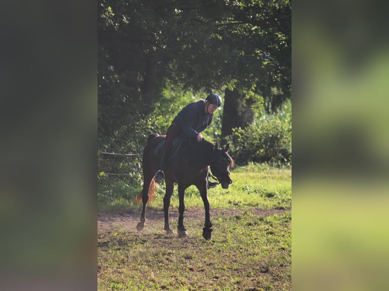 Arabian horses Mare 10 years 15 hh Brown in Graz