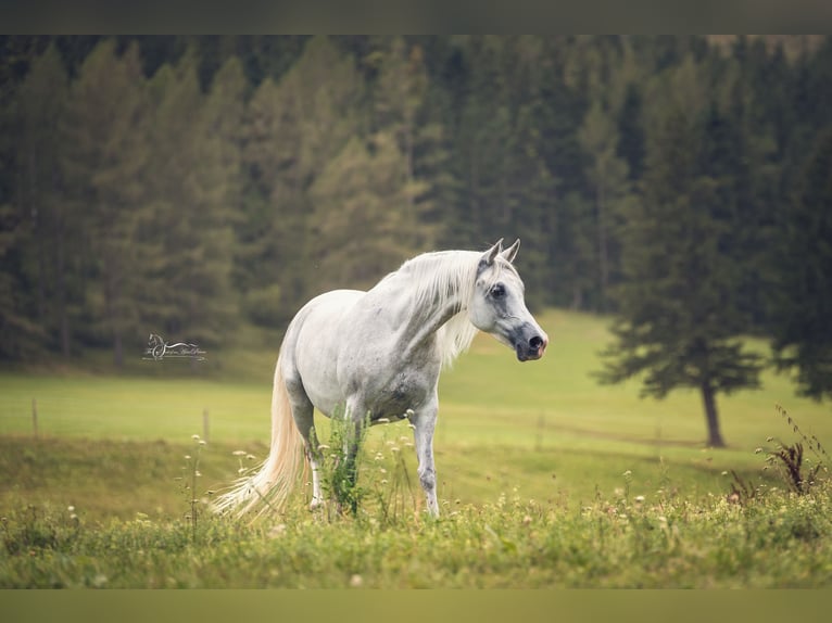 Arabian horses Mare 10 years 15 hh Grey in Riedlingsdorf