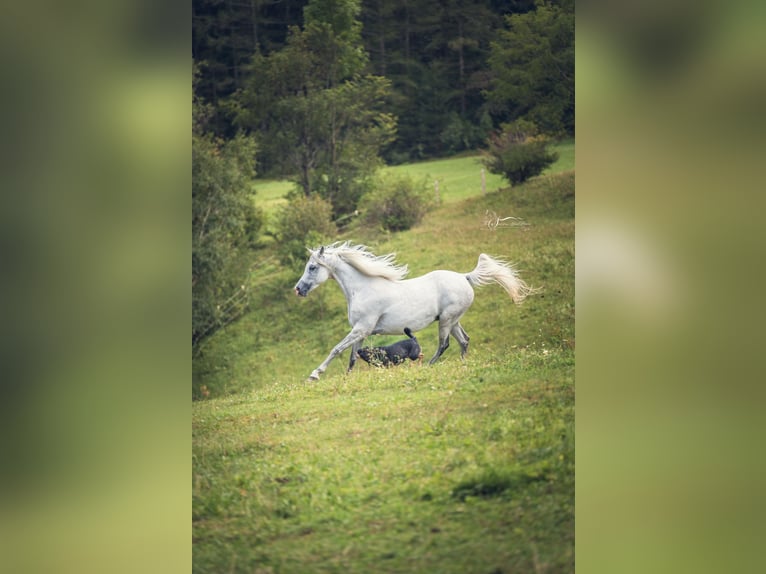 Arabian horses Mare 10 years 15 hh Grey in Riedlingsdorf