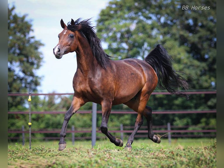 Arabian horses Mare 10 years 15 hh Smoky-Black in Pastetten