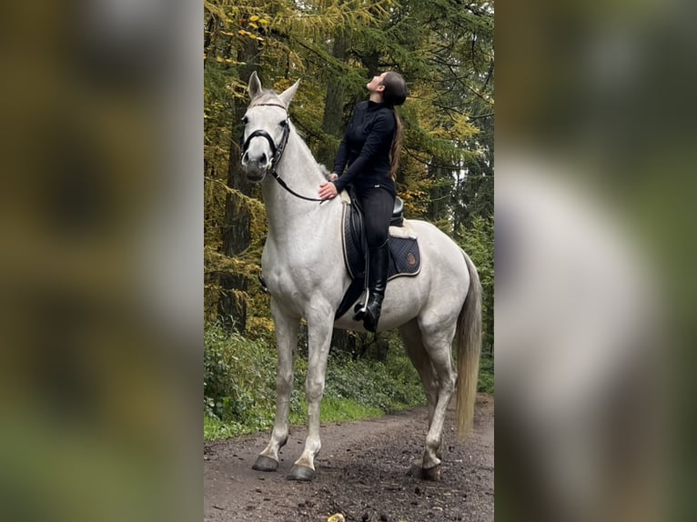 Arabian horses Mare 10 years 15,1 hh Gray-Fleabitten in Ahrensb&#xF6;k