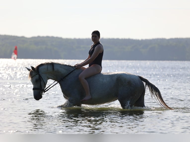 Arabian horses Mare 10 years 15,1 hh Gray-Fleabitten in Ahrensb&#xF6;k