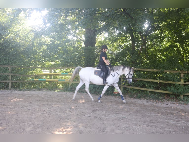 Arabian horses Mare 10 years 15,1 hh Gray-Fleabitten in Ahrensb&#xF6;k