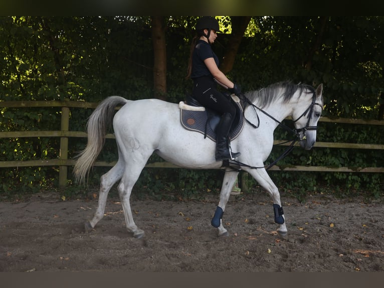 Arabian horses Mare 10 years 15,1 hh Gray-Fleabitten in Ahrensb&#xF6;k