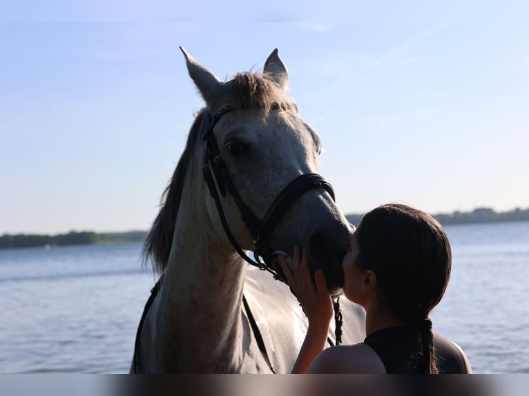 Arabian horses Mare 10 years 15,1 hh Gray-Fleabitten in Ahrensb&#xF6;k