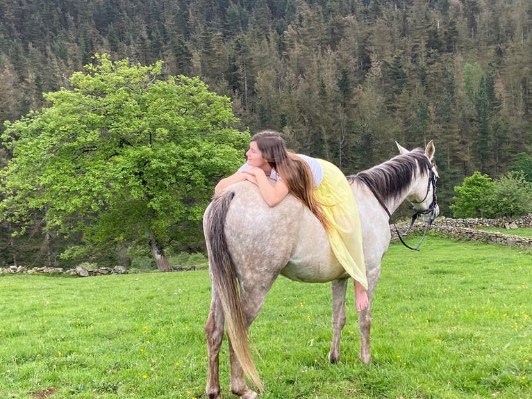 Arabian horses Mare 10 years 15,1 hh Gray-Fleabitten in Ahrensb&#xF6;k
