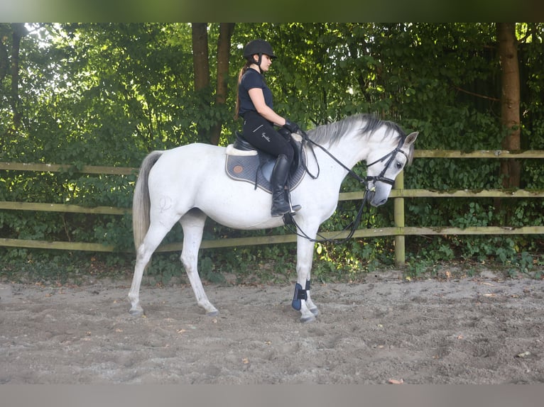 Arabian horses Mare 10 years 15,1 hh Gray-Fleabitten in Ahrensb&#xF6;k