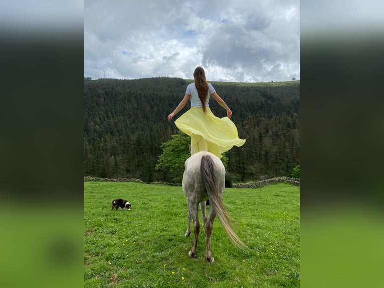 Arabian horses Mare 10 years 15,1 hh Gray-Fleabitten in Ahrensb&#xF6;k