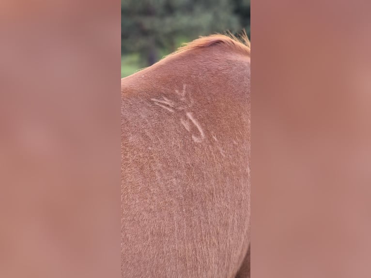 Arabian horses Mare 10 years 15,2 hh Chestnut-Red in Ewelin