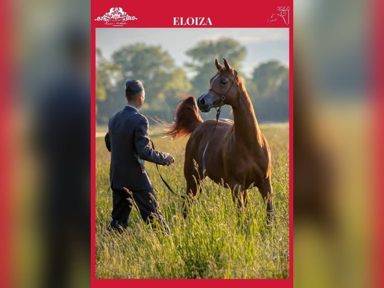 Arabian horses Mare 10 years 15,2 hh Chestnut-Red in Ewelin