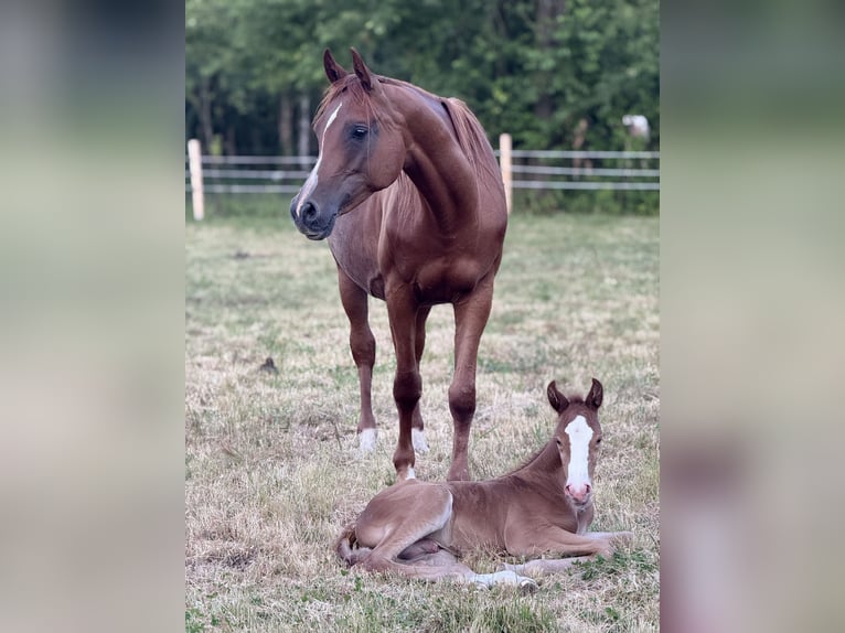 Arabian horses Mare 10 years 15,2 hh Chestnut-Red in Ewelin