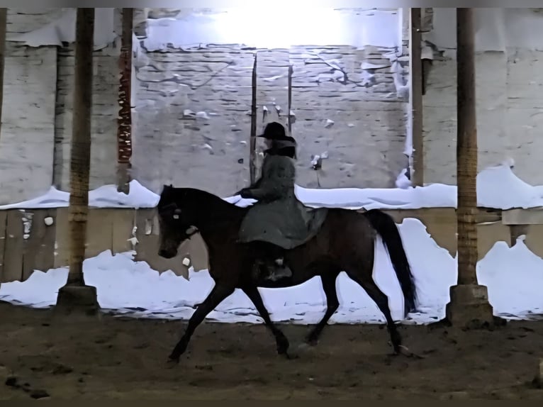 Arabian horses Mix Mare 10 years 16 hh Brown in Dorna