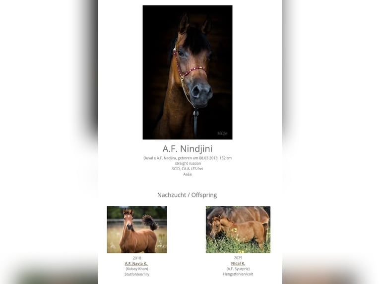 Arabian horses Mare 10 years  in Theresienfeld