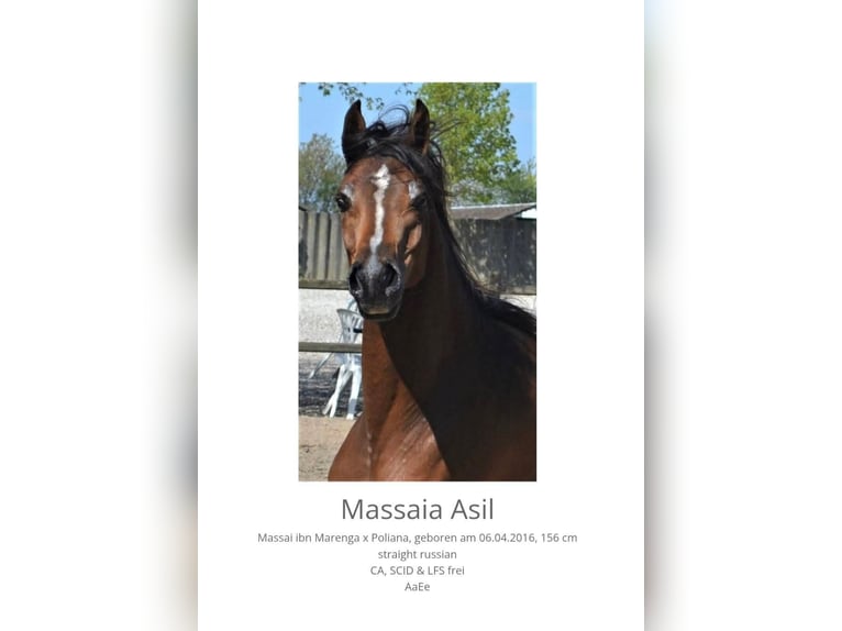 Arabian horses Mare 10 years  in Theresienfeld