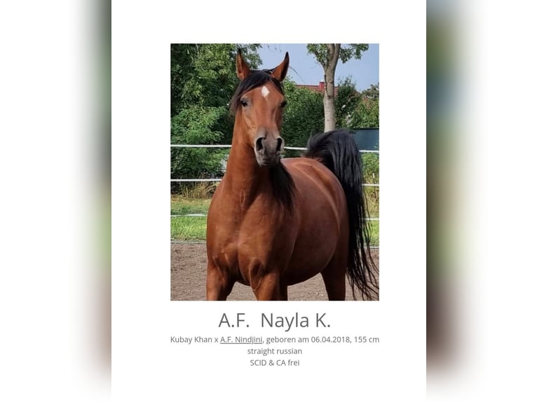 Arabian horses Mare 10 years  in Theresienfeld