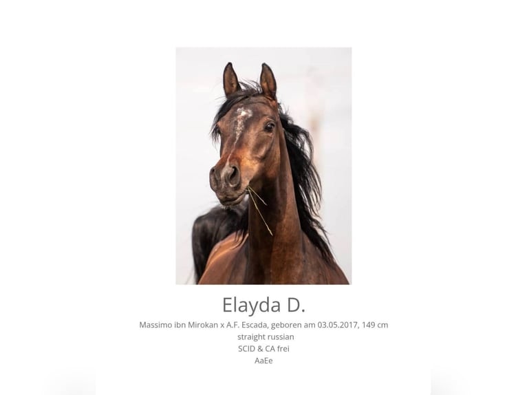 Arabian horses Mare 10 years  in Theresienfeld