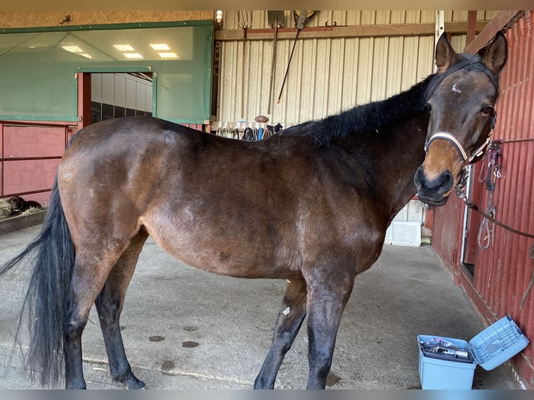 Arabian horses Mare 10 years Brown in Neudorf