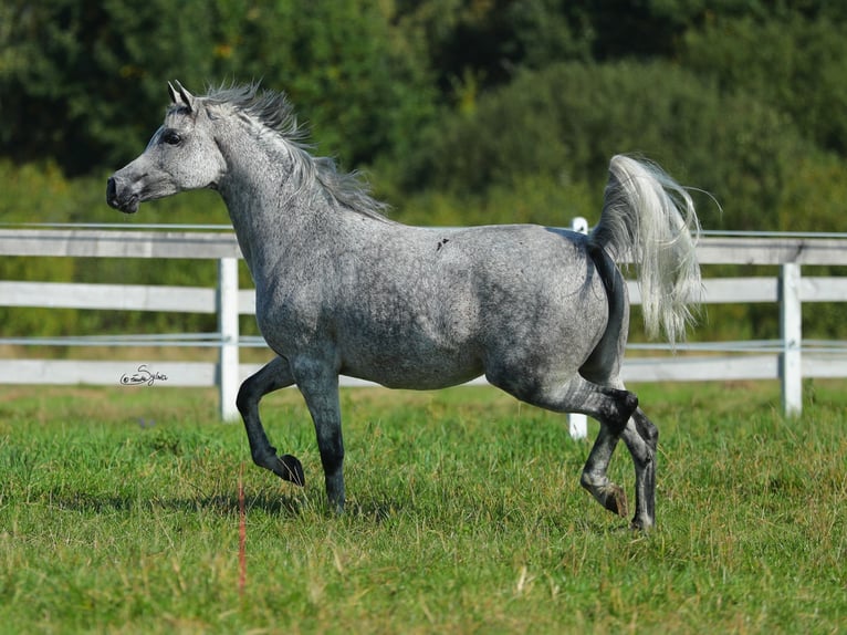 Arabian horses Mare 10 years Gray in Wola Rzędzińska