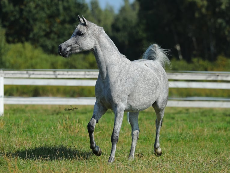 Arabian horses Mare 10 years Gray in Wola Rzędzińska