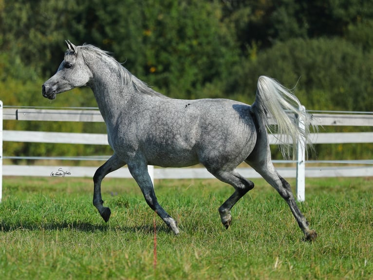 Arabian horses Mare 10 years Gray in Wola Rzędzińska