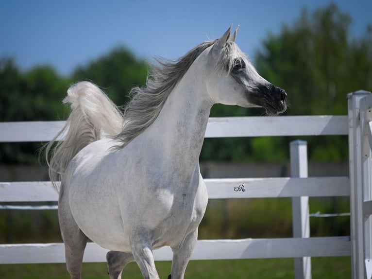 Arabian horses Mare 10 years in Wola Rz&#x119;dzi&#x144;ska