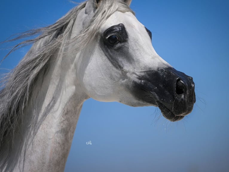 Arabian horses Mare 10 years in Wola Rz&#x119;dzi&#x144;ska