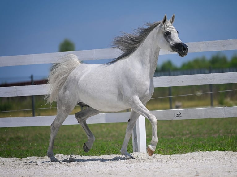 Arabian horses Mare 10 years in Wola Rz&#x119;dzi&#x144;ska