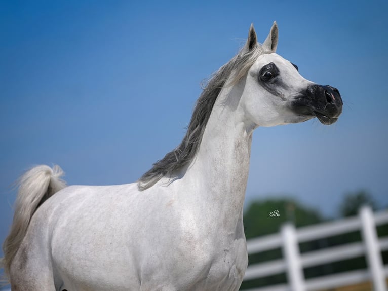 Arabian horses Mare 10 years in Wola Rz&#x119;dzi&#x144;ska