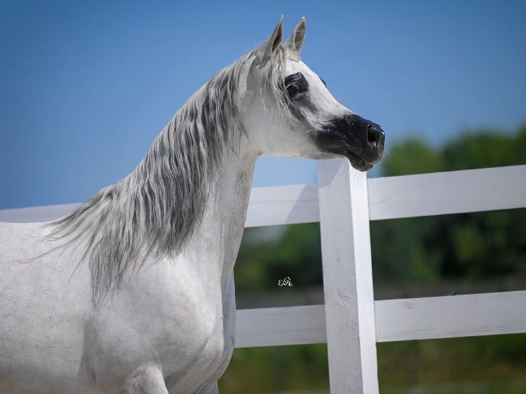 Arabian horses Mare 10 years in Wola Rz&#x119;dzi&#x144;ska