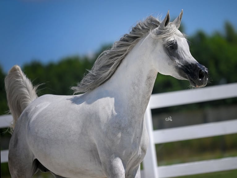 Arabian horses Mare 10 years in Wola Rz&#x119;dzi&#x144;ska