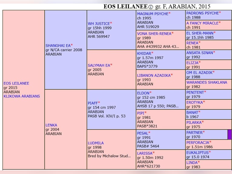 Arabian horses Mare 10 years in Wola Rz&#x119;dzi&#x144;ska