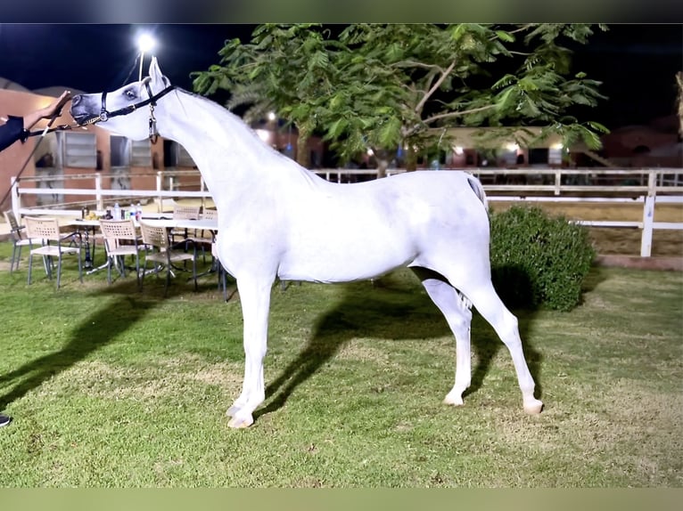 Arabian horses Mare 10 years White in Giza