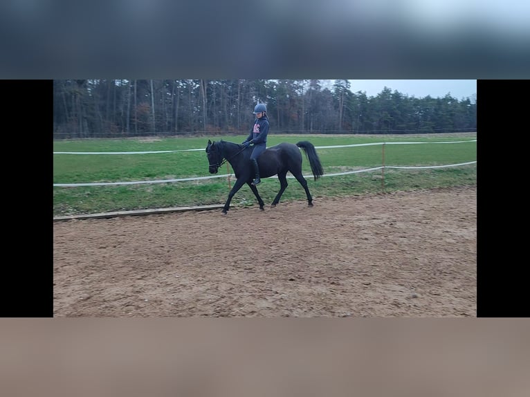Arabian horses Mare 11 years 14,1 hh Smoky-Black in Dentlein am Forst