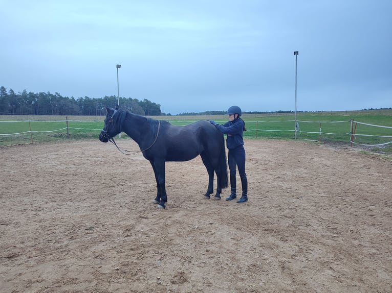 Arabian horses Mare 11 years 14,1 hh Smoky-Black in Dentlein am Forst