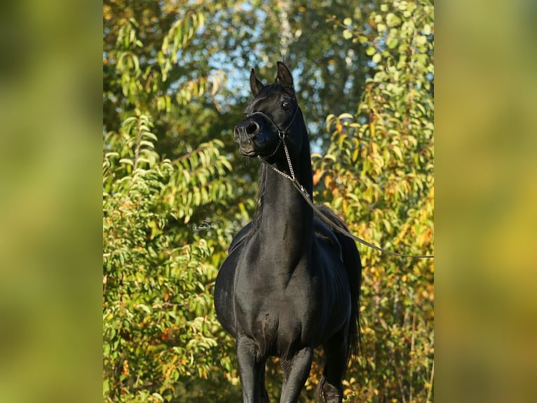 Arabian horses Mare 11 years 14,2 hh Bay-Dark in Lodz