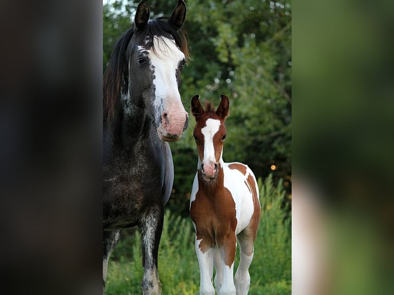 Arabian horses Mare 11 years 14,2 hh Black in GOVEN